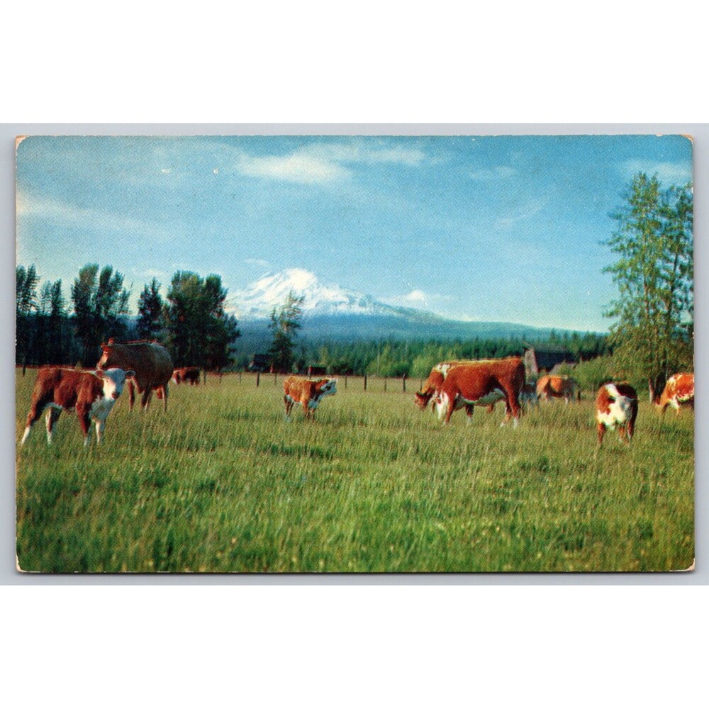 Vtg Postcard Cattle Ranch Central Washington Mount Adams Smith's Scenic Views